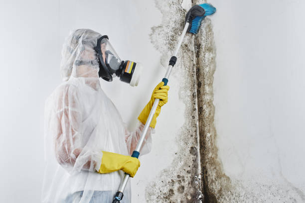 Best Residential Mold Removal  in Centerville, CA