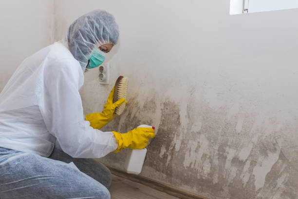 Best Attic Mold Removal  in Centerville, CA