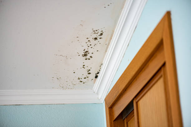 Best Professional Mold Removal  in Centerville, CA