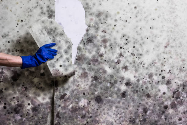 Best Emergency Mold Removal  in Centerville, CA